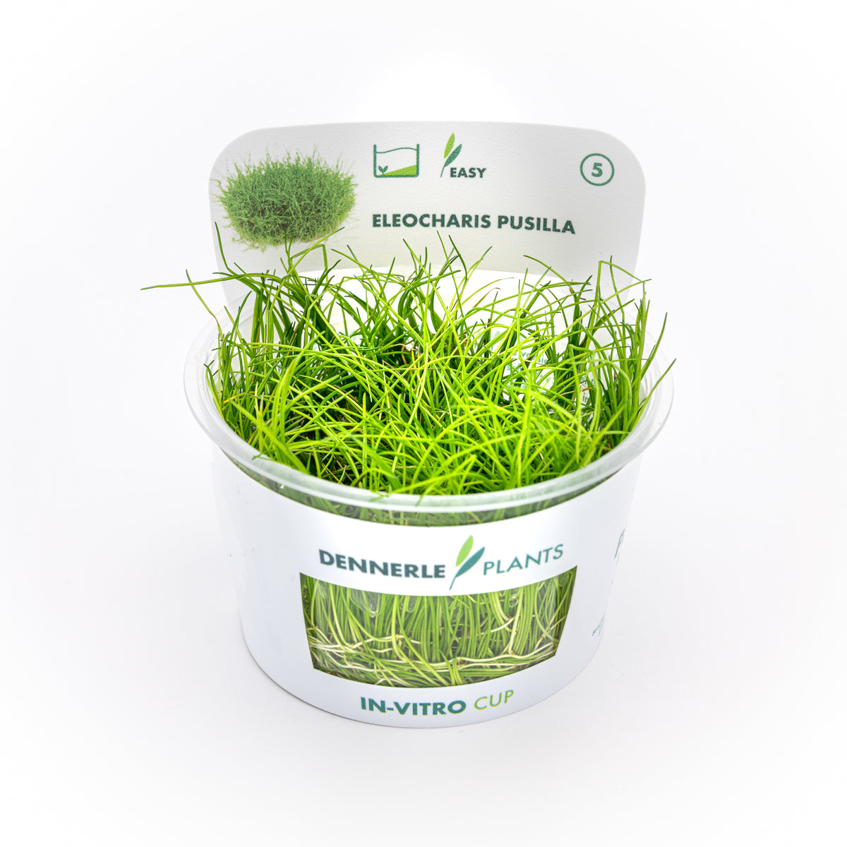 Eleocharis Pusilla