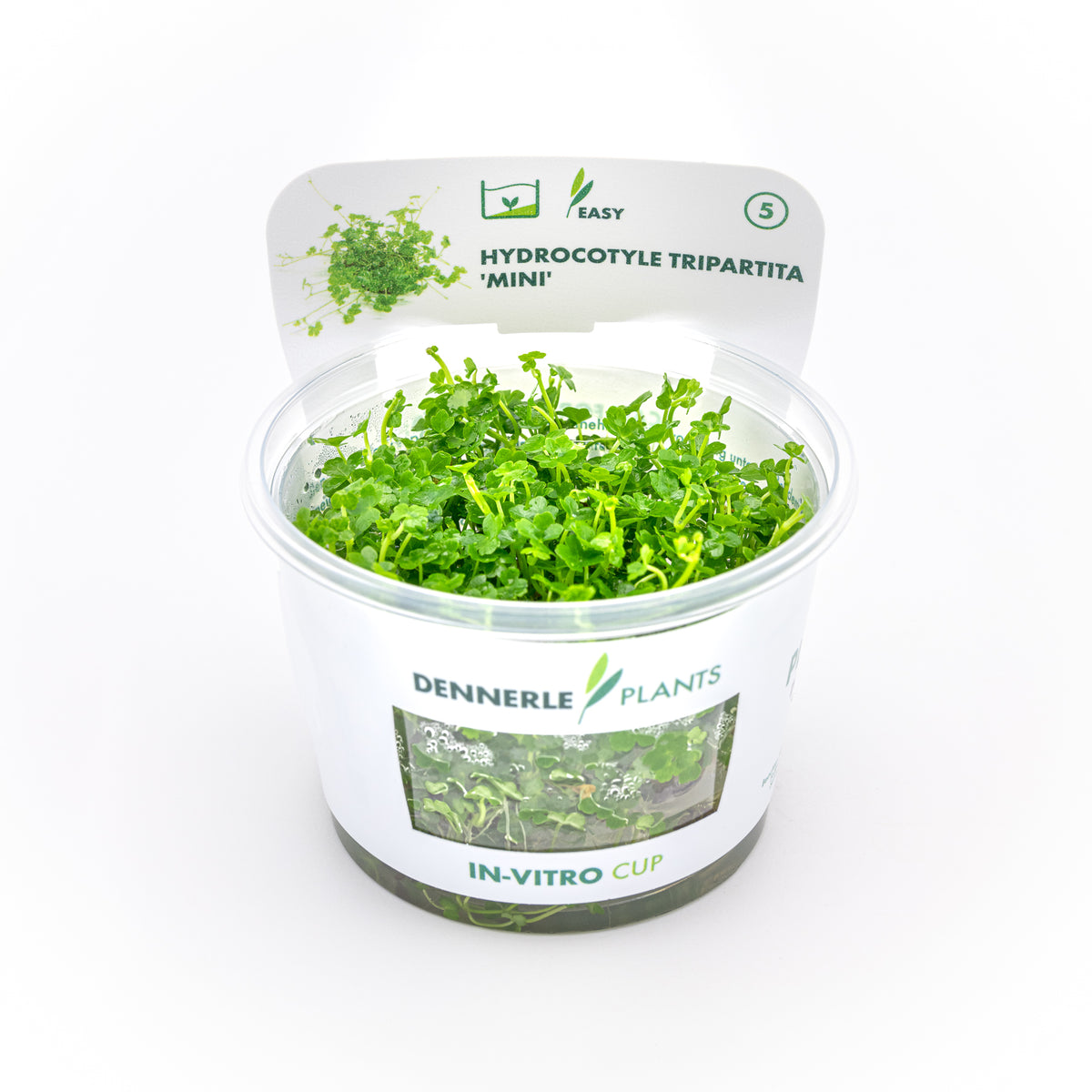 Hydrocotyle Tripartita "Mini"