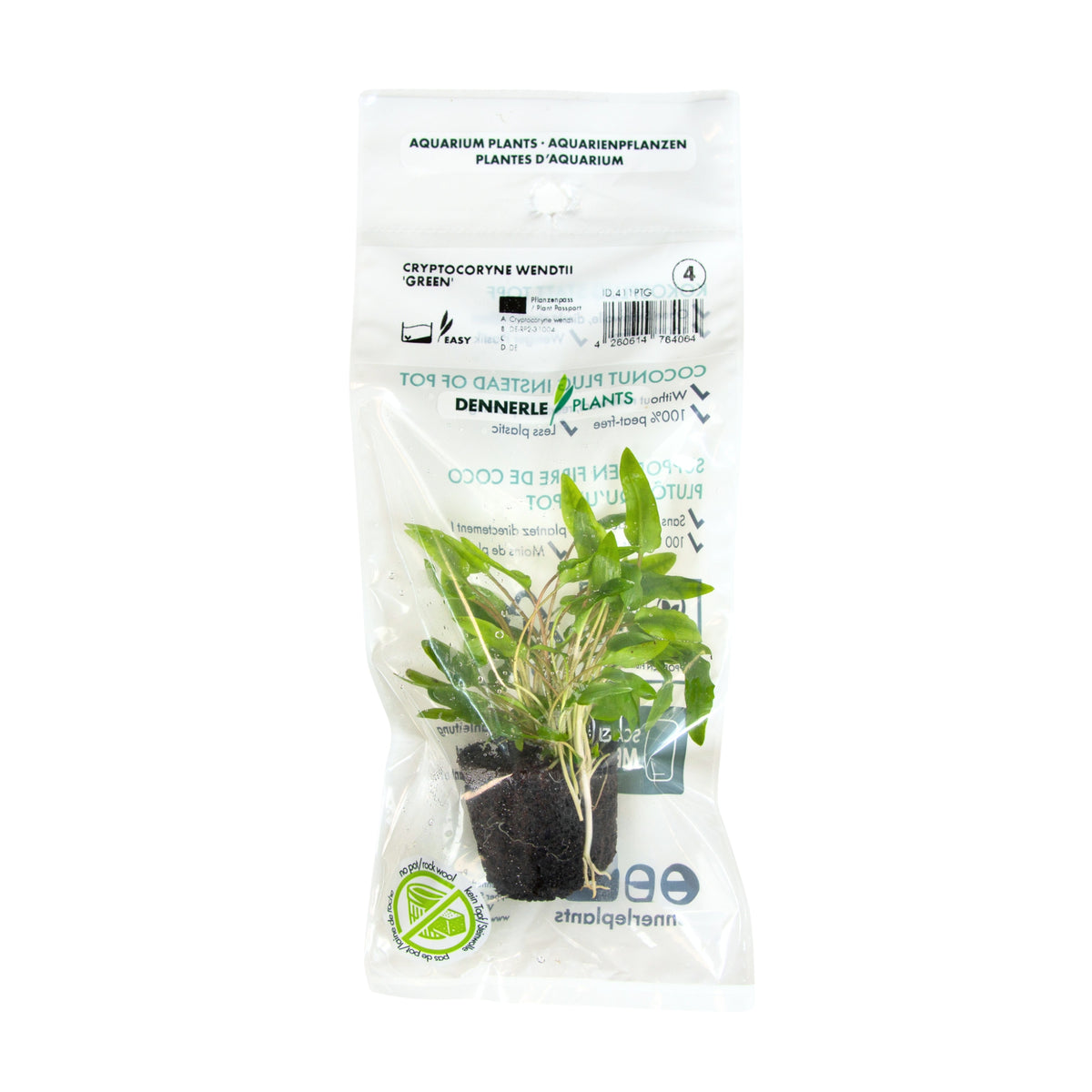 Cryptocoryne Wendtii "Green"