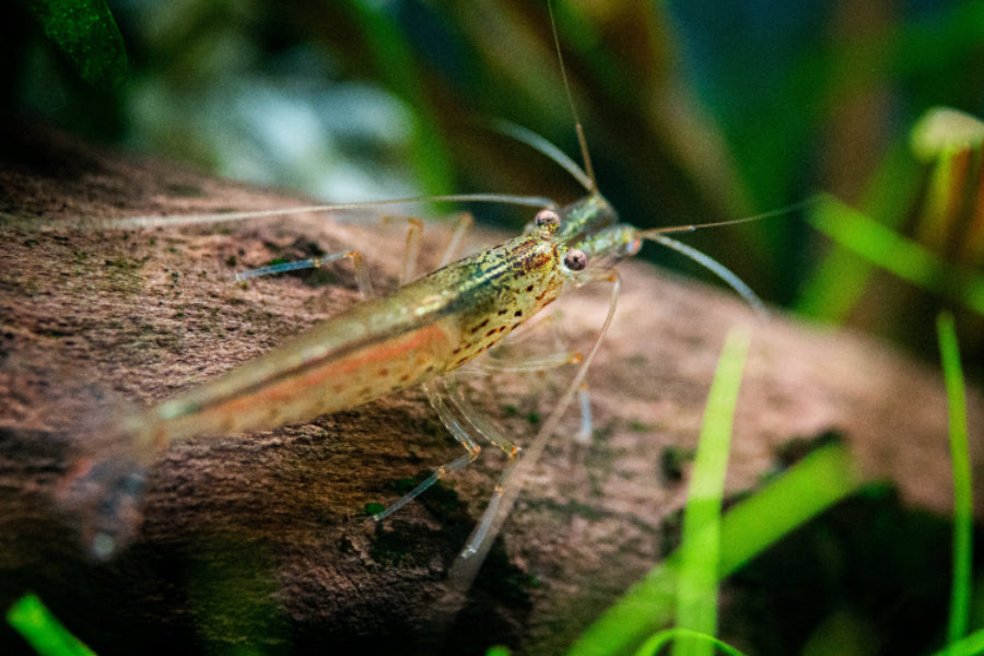 Amano-Garnele sagt Hallo - Foto: Tobias Gawrisch