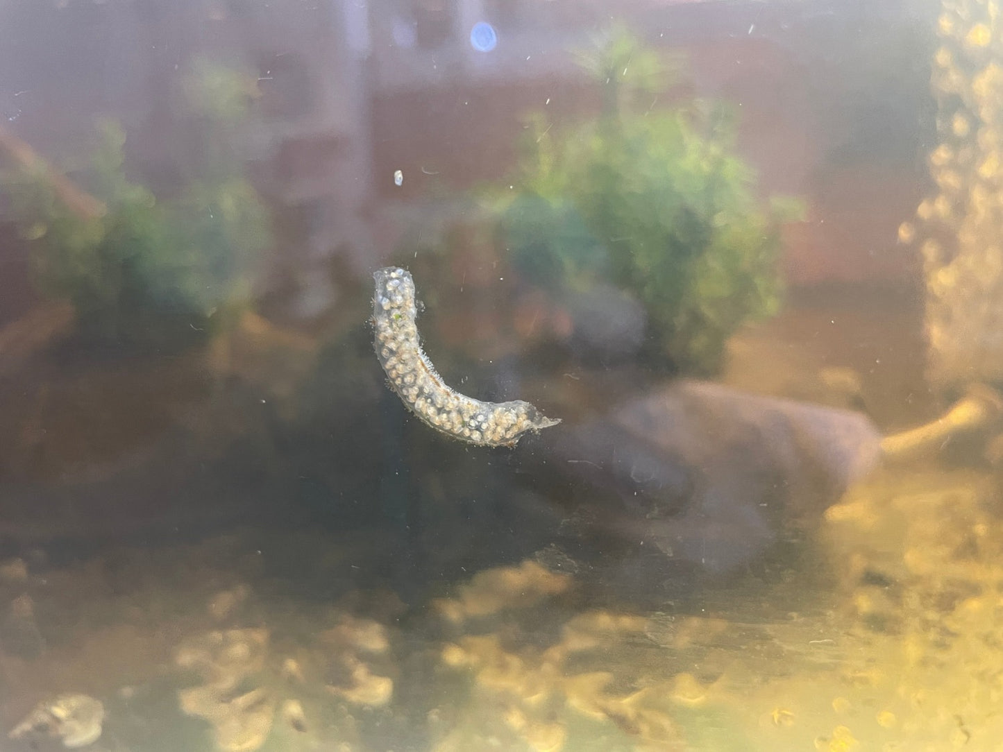 Laichpaket der Spitzschlammschnecke Lymnaea stagnalis