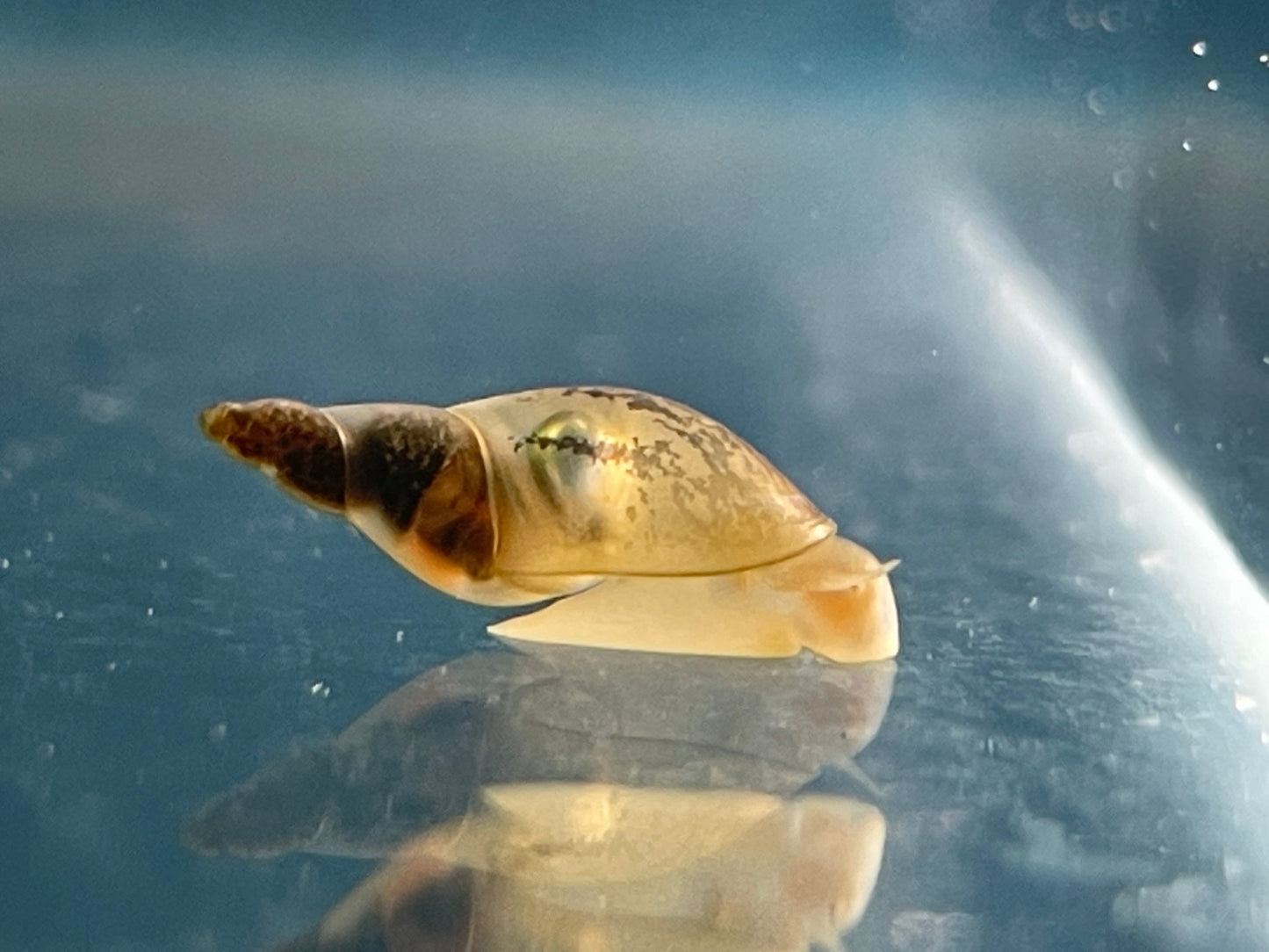 Spitzschlammschnecke (Yodaschnecke) Lymnaea stagnalis