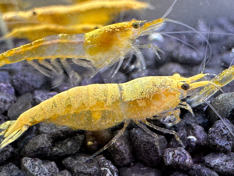 Unsere eigene Zuchtform als Garnelenzüchter die Neocaridina davidi Crested Cream Garnele ein Weibchen