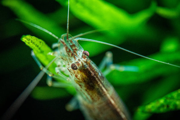 Amano-Garnele Nahaufnahme Kopf vor Hintergrund (Fotograf: Tobias Gawrisch)