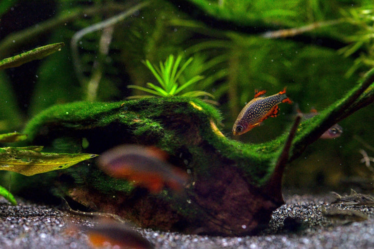 perlhuhnbärbling - danio margaritatus - eigene nachzuchten