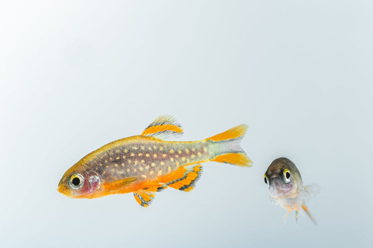 perlhuhnbärbling - danio margaritatus - eigene nachzuchten