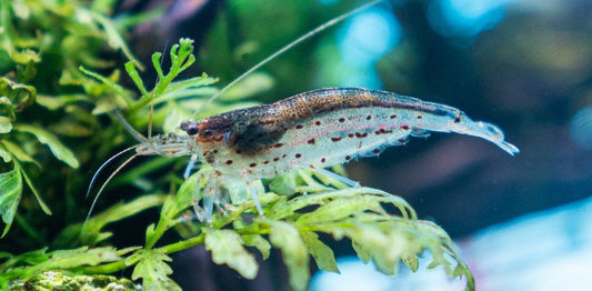 Sind Amanogarnelen schwer zu pflegen?