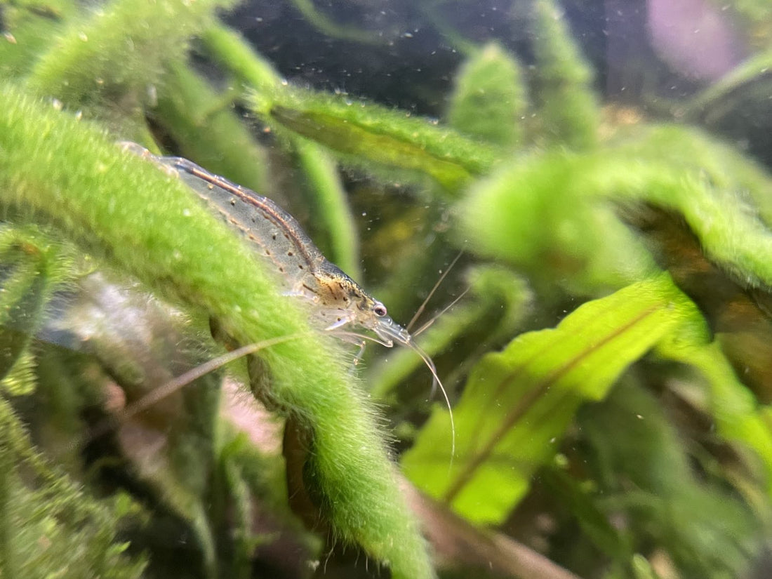 Eine Amano Garnele (Caridina multidentata) weidet ein mit Algen überwachsenes Blatt ab.