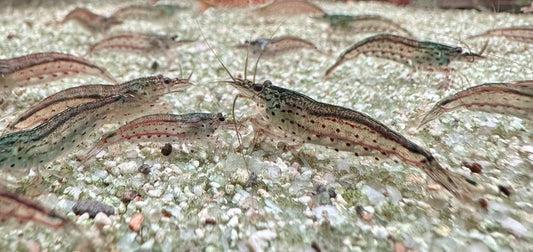 Wie viele Amano-Garnelen sollten zusammen gehalten werden?