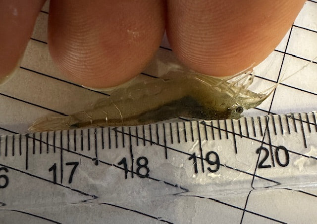 Amano Garnele am Lineal vermessen. Die Rückenlinie wird gerade entlang des Lineals gelegt und die Länge von den verdickten Antennen bis zur Schwanzspitze gemessen.