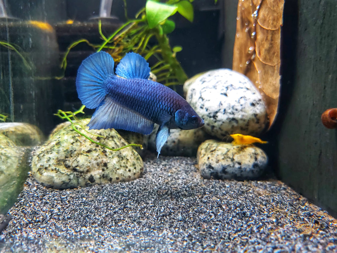 Kampffische und Garnelen – Vergesellschaftung im Aquarium