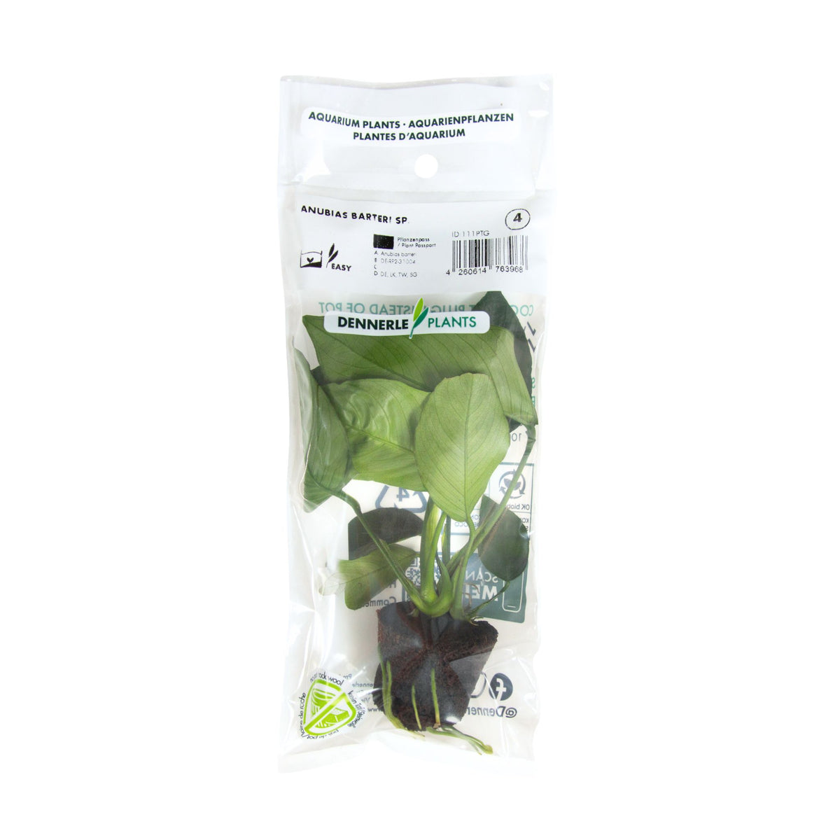 Anubias Barteri sp.