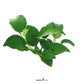 Anubias Barteri sp.
