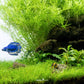 Eleocharis Pusilla