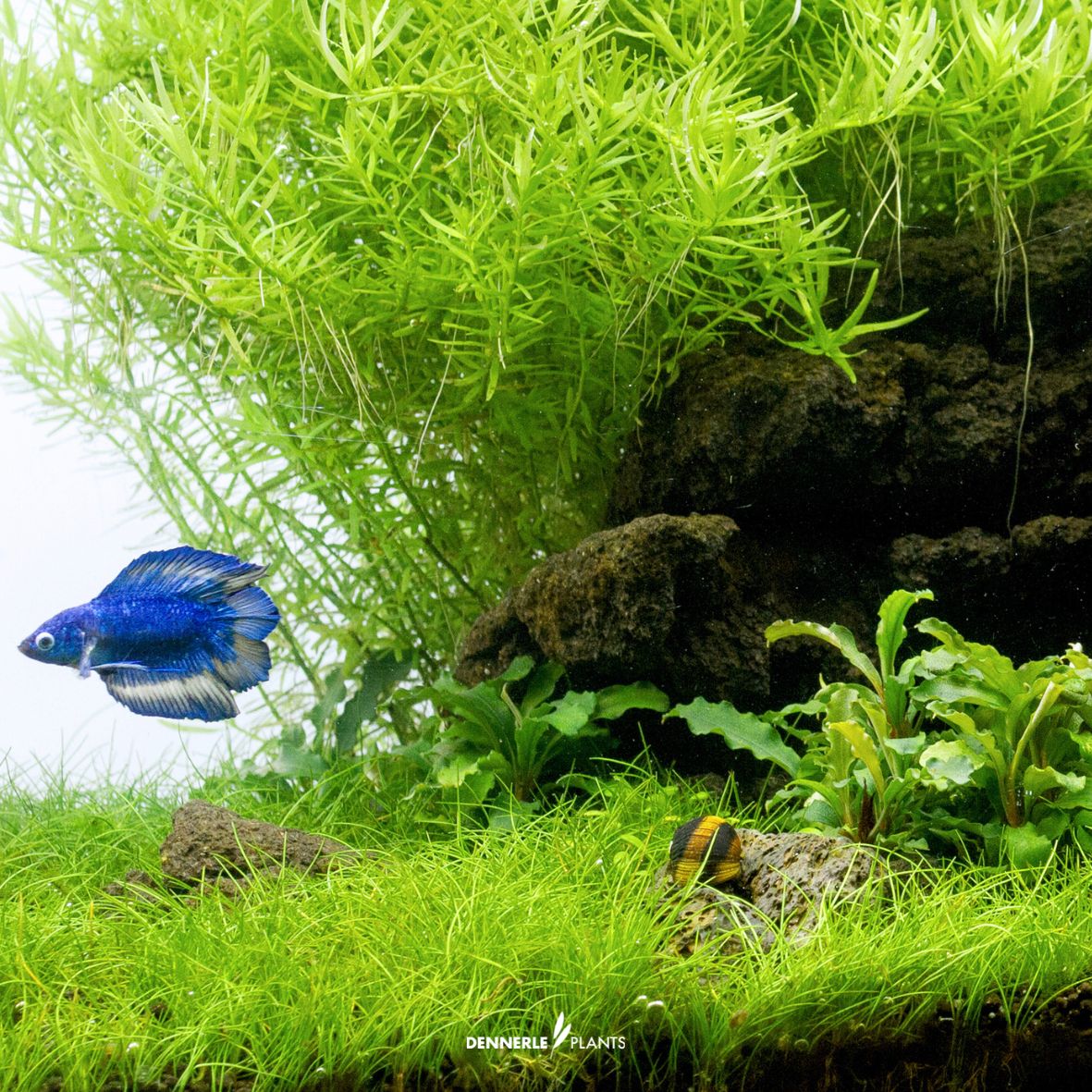 Eleocharis Pusilla