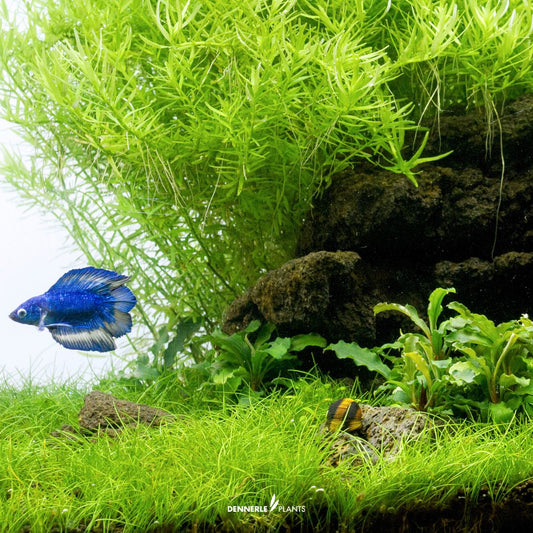 Eleocharis Pusilla