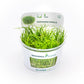 Eleocharis Pusilla