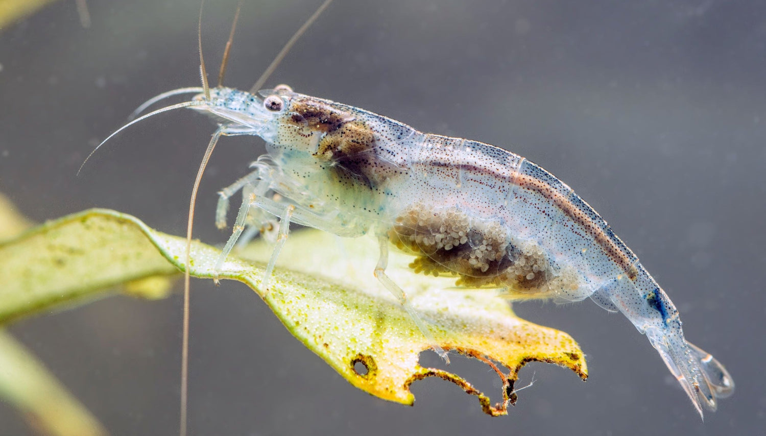 Amano Garnelen (Caridina multidentata) Weibchen trägt Eier. Unsere Nachzuchten tragen dank guter Pflege schon bald selber eine neue Generation Garnelenlarven aus.