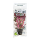 Alternanthera Reineckii "Red Ruby"