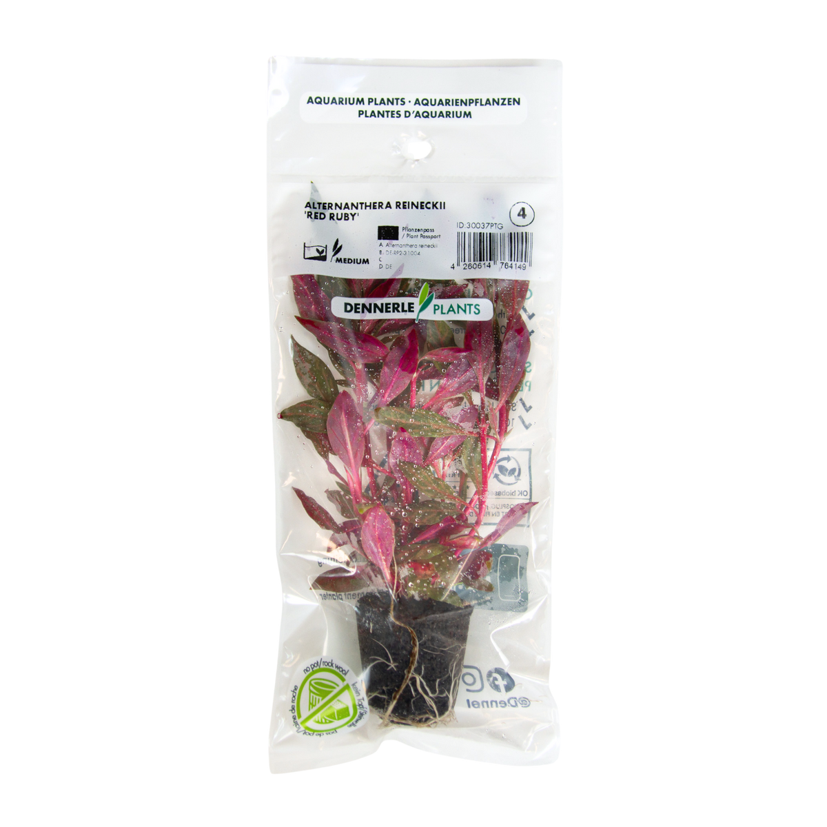 Alternanthera Reineckii "Red Ruby"