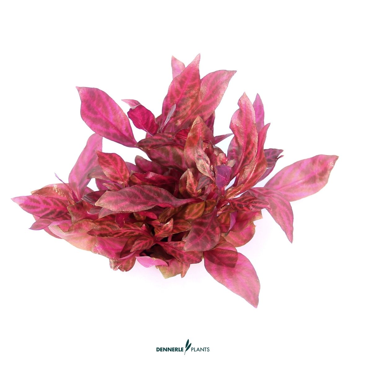 Alternanthera Reineckii "Red Ruby"