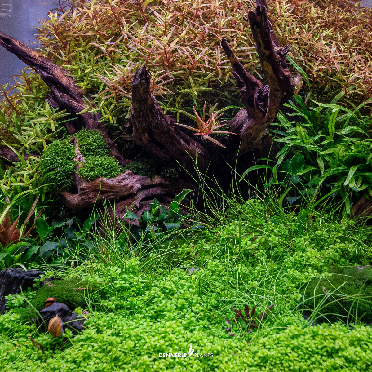 Hemianthus Callitrichoides "Cuba"