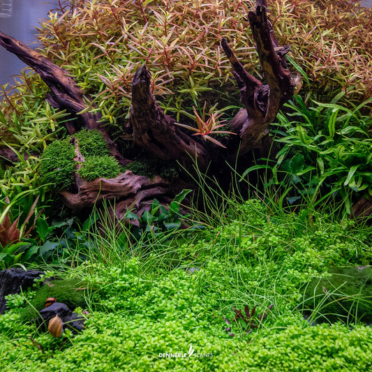 Hemianthus Callitrichoides "Cuba"