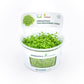 Hemianthus Callitrichoides "Cuba"