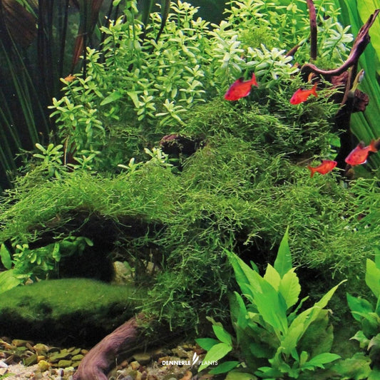 Taxiphyllum Barbieri