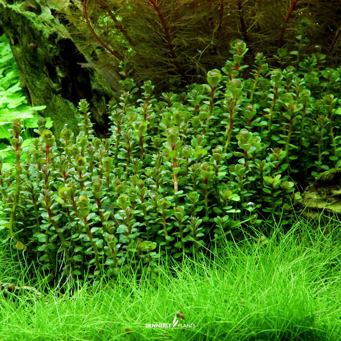 Rotala Indica