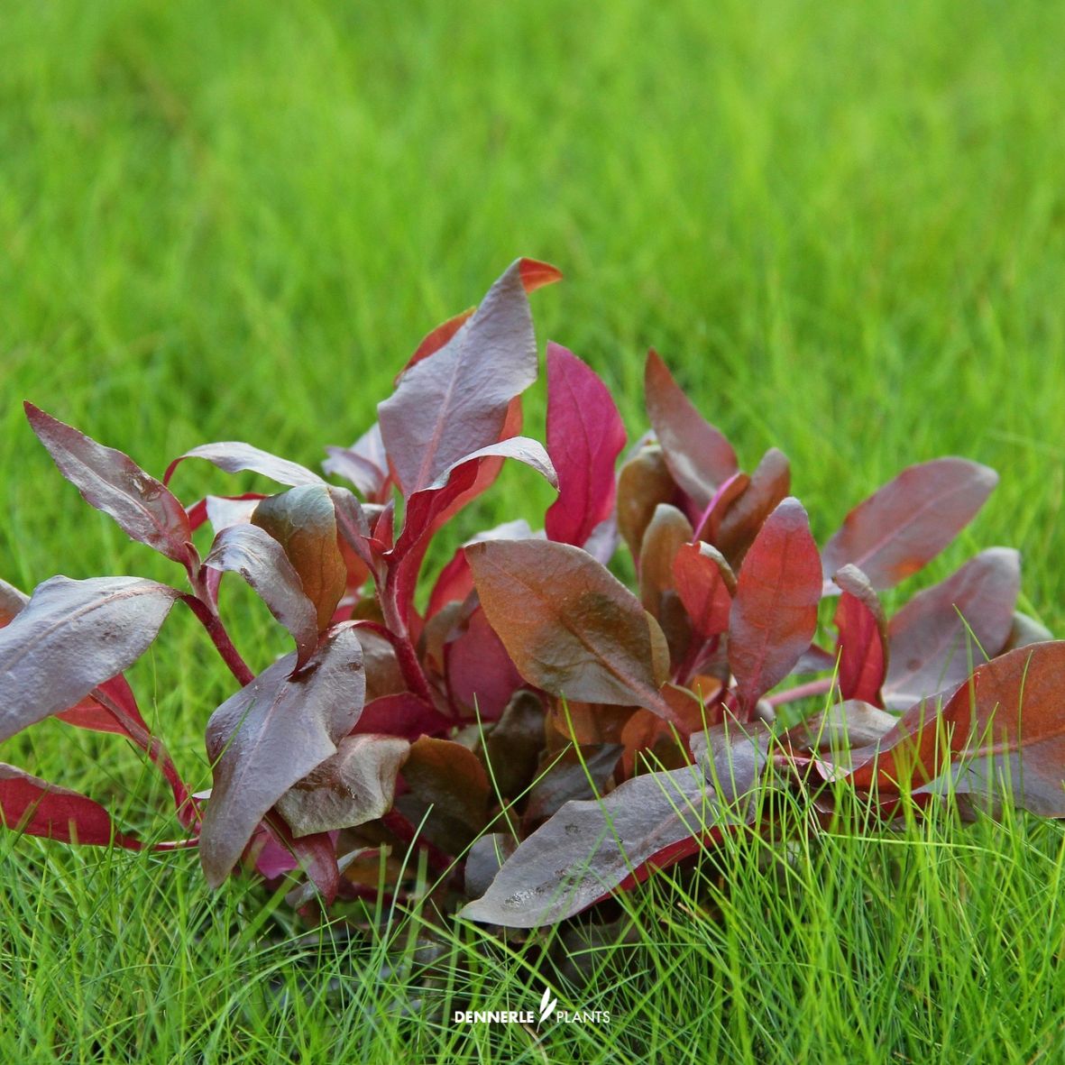 Alternanthera Reineckii "Purple"
