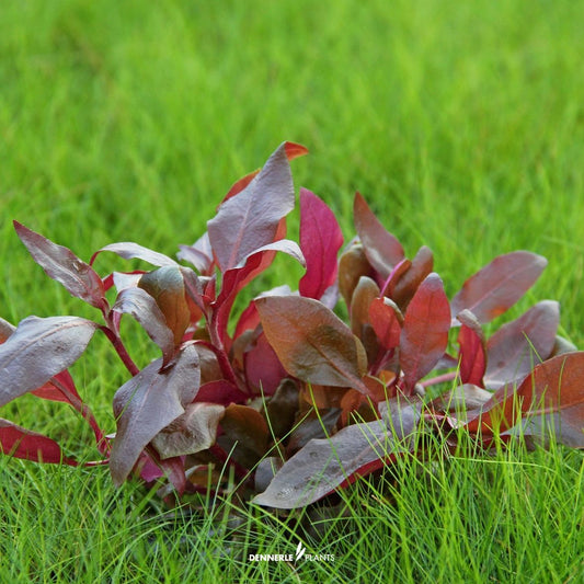 Alternanthera Reineckii "Purple"
