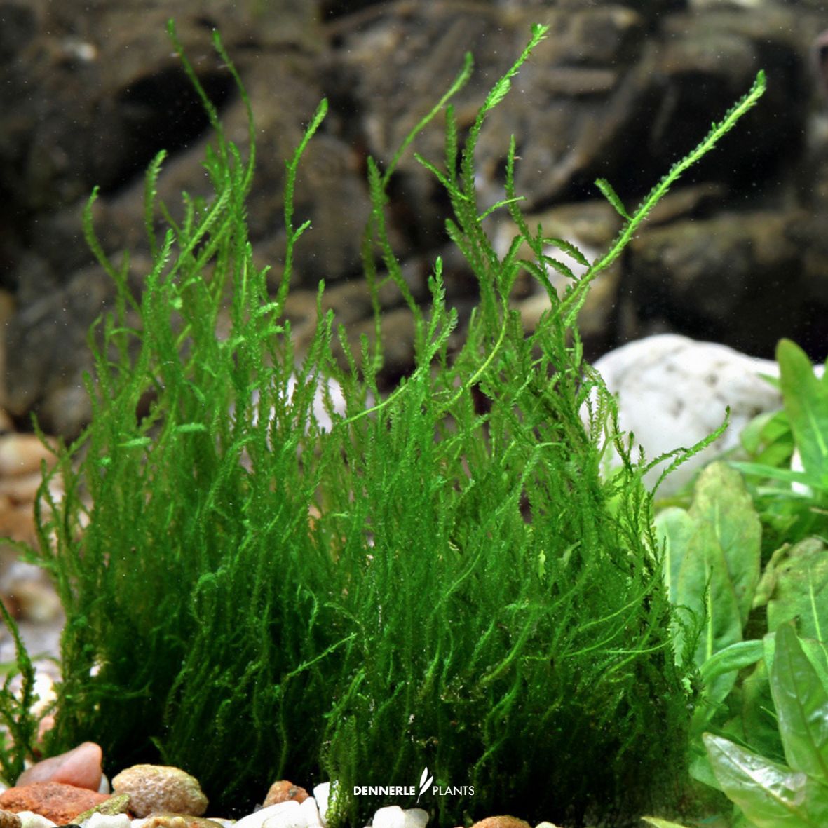 Taxiphyllum sp. "Flame Moss"