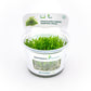Vesicularia Ferriei "Weeping Moss"