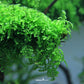 Vesicularia Ferriei "Weeping Moss"
