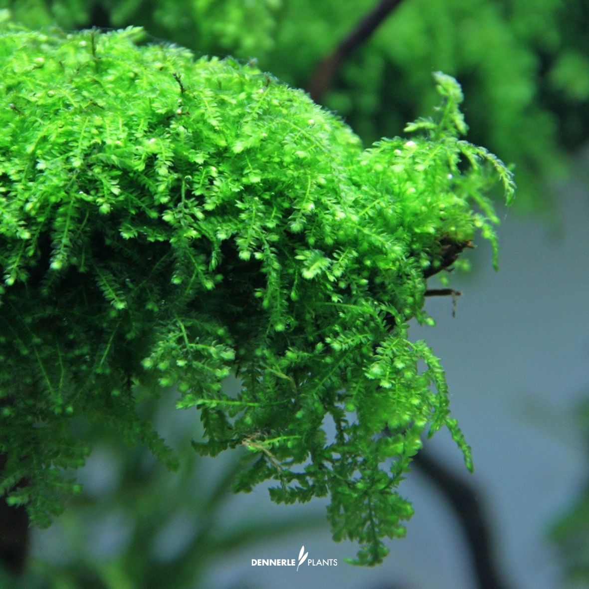 Vesicularia Ferriei "Weeping Moss"