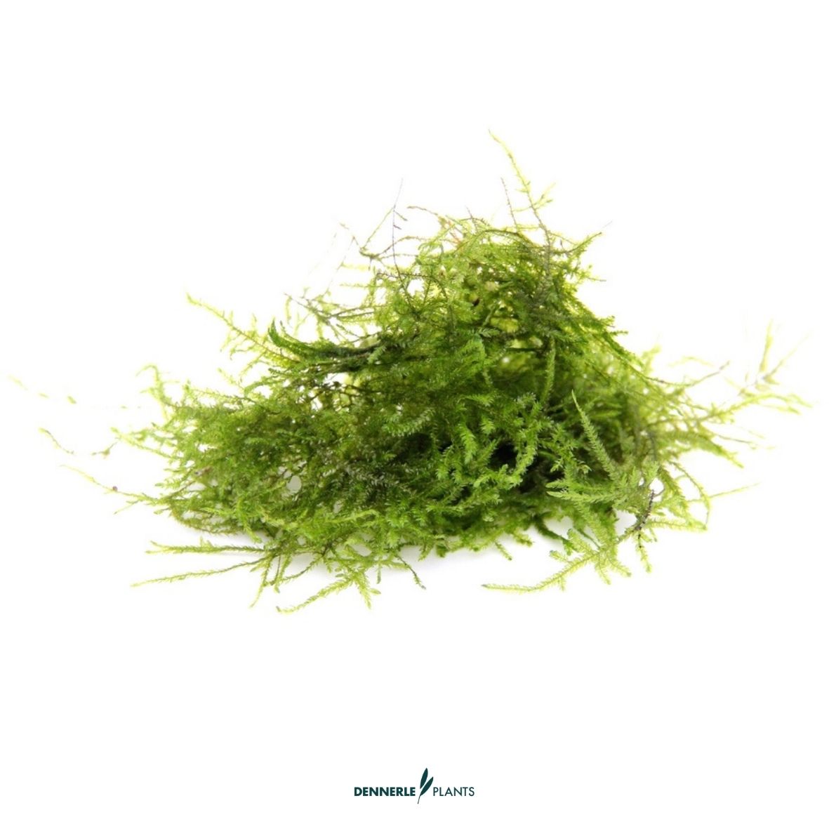 Taxiphyllum Barbieri