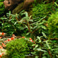 Bucephalandra Micrantha "Needle Leaf"