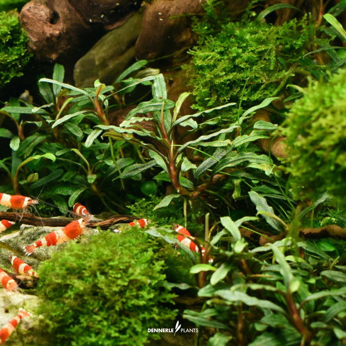 Bucephalandra Micrantha "Needle Leaf"
