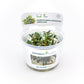 Bucephalandra Micrantha "Needle Leaf"