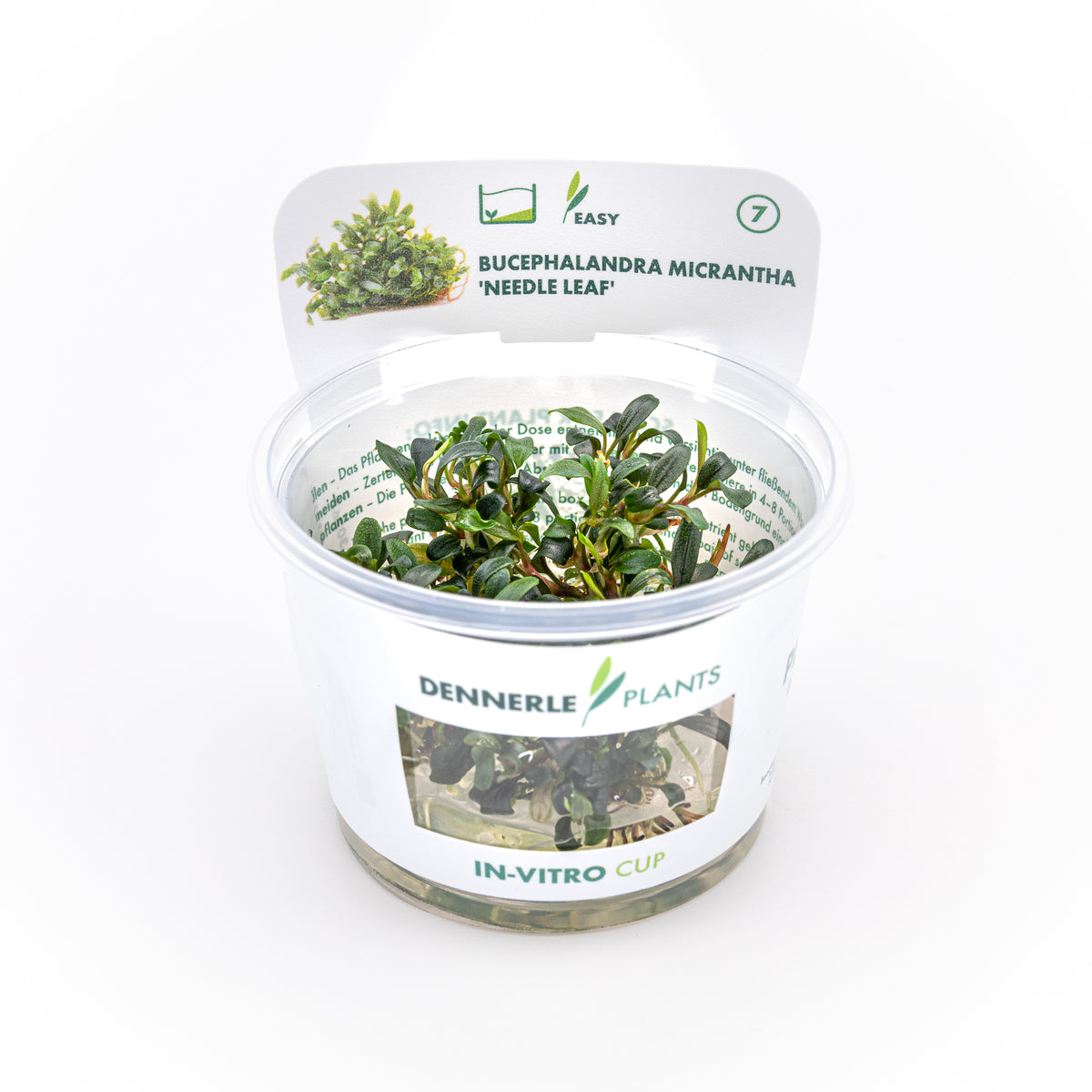 Bucephalandra Micrantha "Needle Leaf"