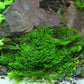 Riccardia Chamedryfolia