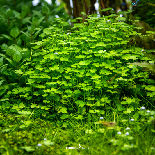 Hydrocotyle Tripartita "Mini"
