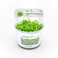 Hydrocotyle Tripartita "Mini"
