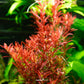 Rotala Rotundifolia "Blood Red"