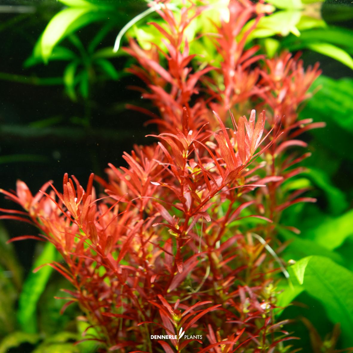 Rotala Rotundifolia "Blood Red"