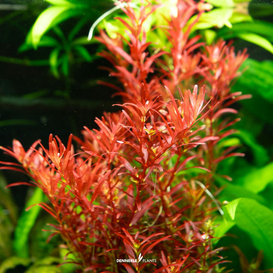 Rotala Rotundifolia "Blood Red"