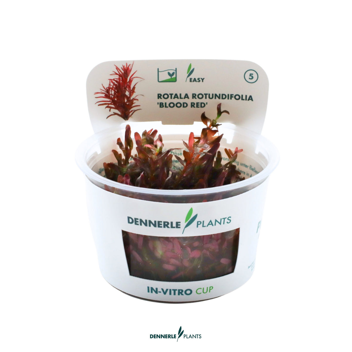 Rotala Rotundifolia "Blood Red"