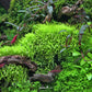 Utricularia Graminifolia