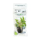 Cryptocoryne Wendtii "Green"